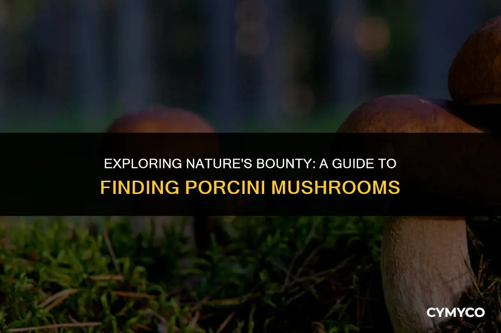 where to find porcini mushrooms