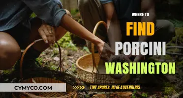 Exploring Washington's Porcini Hotspots: A Guide to Foraging Success