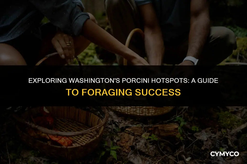where to find porcini washington