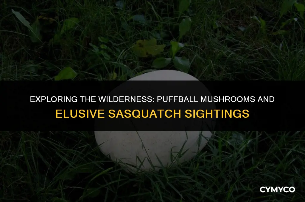 where to find puffball mushroom sneaky sasquatch