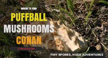 Exploring Nature's Bounty: A Guide to Finding Puffball Mushrooms with Conan