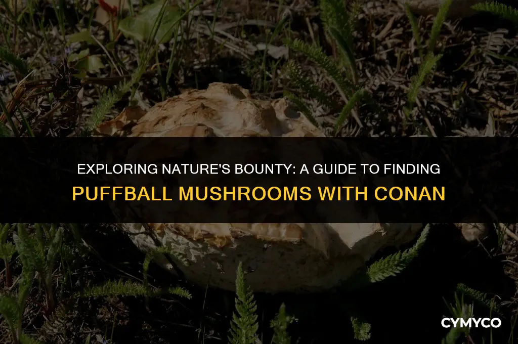 where to find puffball mushrooms conan