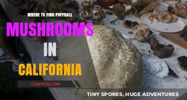 Exploring California's Best Spots for Puffball Mushrooms