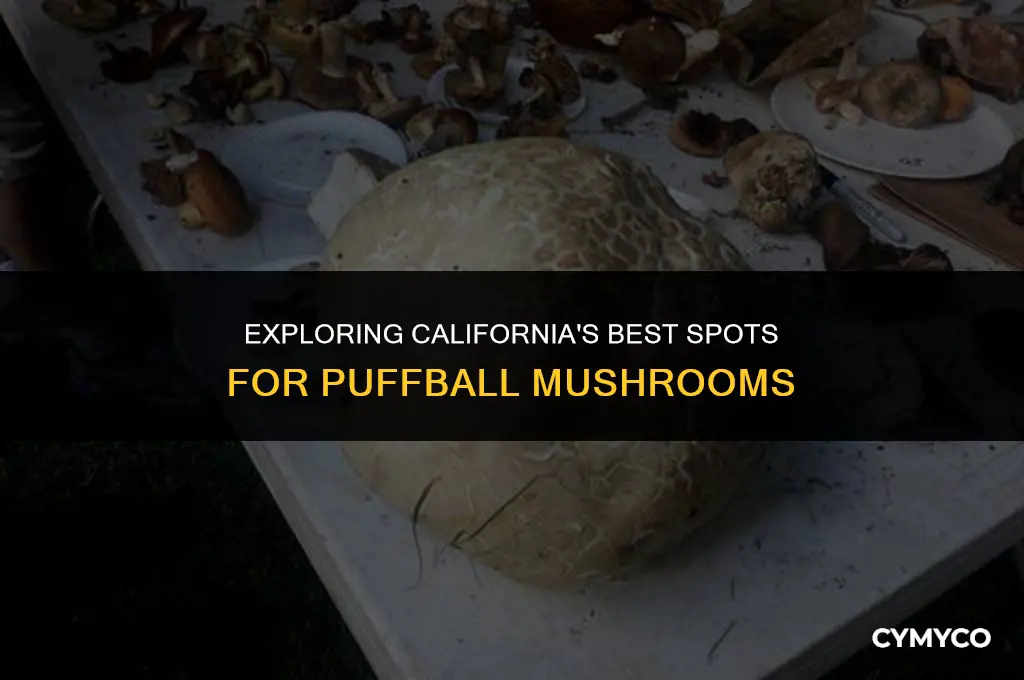 where to find puffball mushrooms in california