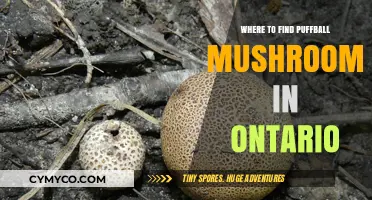 Exploring Ontario's Best Spots for Puffball Mushrooms