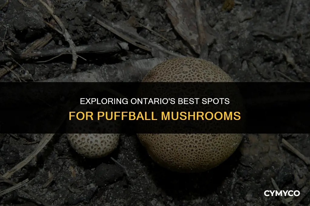 where to find puffball mushrooms in ontario