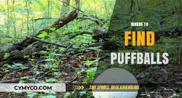 Exploring Nature's Bounty: A Guide to Finding Puffballs in the Wild