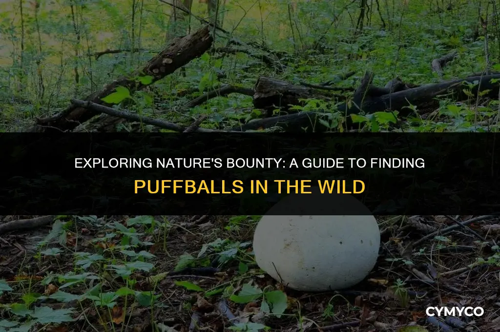 where to find puffballs