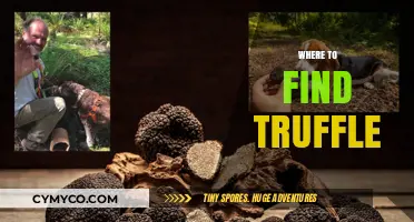 Truffle Treasures: Unearthing the Best Spots for Truffle Hunting