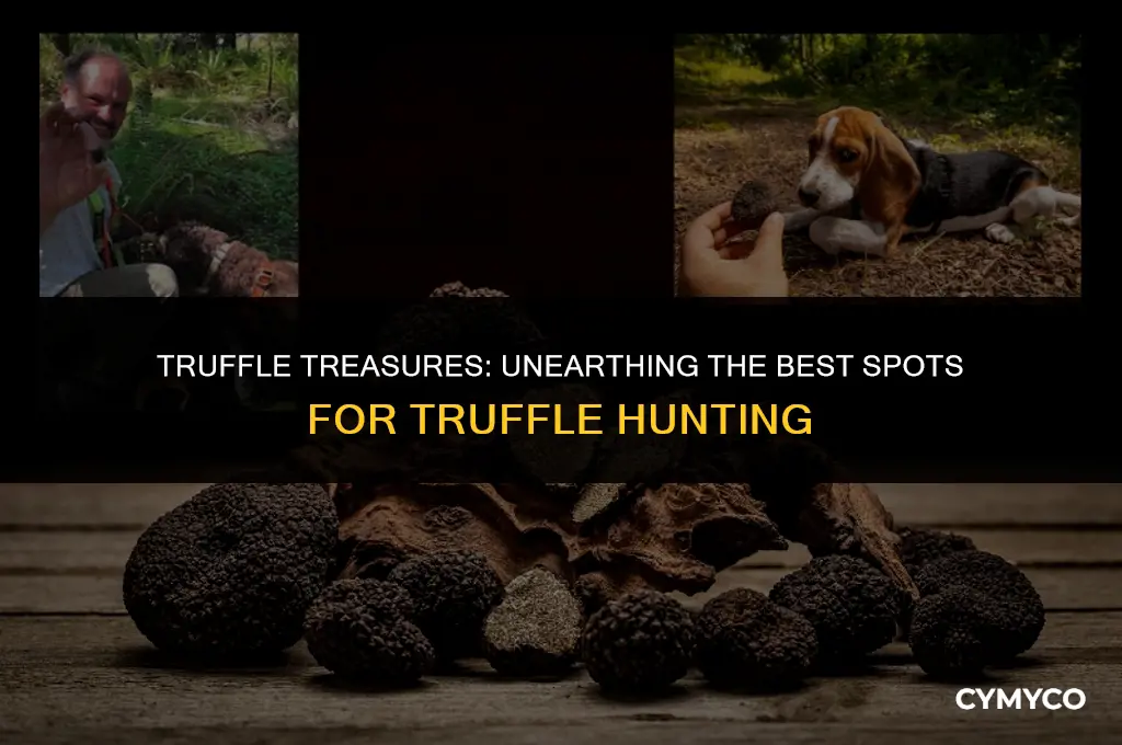 where to find truffle