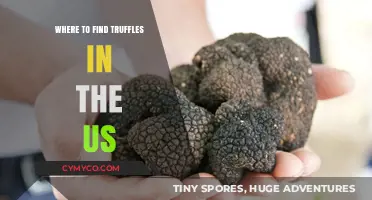 Truffle Treasures: Unveiling the Best Spots to Find Truffles in the US