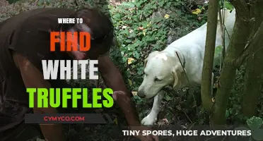 Truffle Treasures: Unearthing the Elusive White Truffle