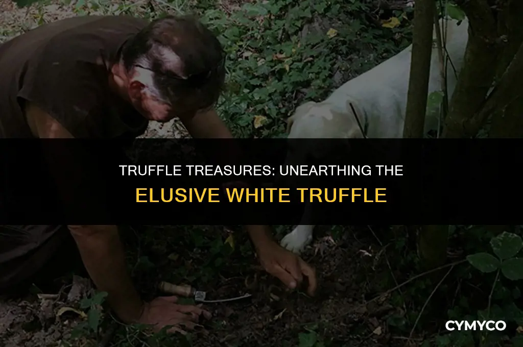 where to find white truffles