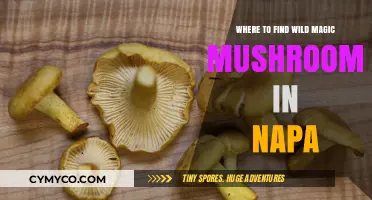Exploring Napa's Hidden Treasures: A Guide to Wild Magic Mushrooms