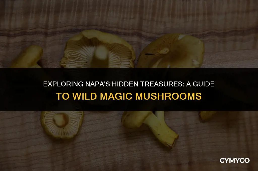 where to find wild magic mushrooms in napa