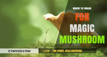 Exploring Nature's Hidden Treasures: A Guide to Foraging Magic Mushrooms