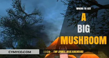 Exploring the Best Spots for Giant Mushrooms: A Comprehensive Guide