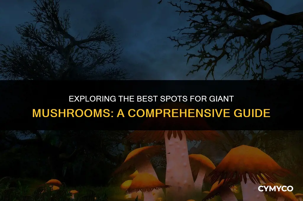 where to get a big mushroom