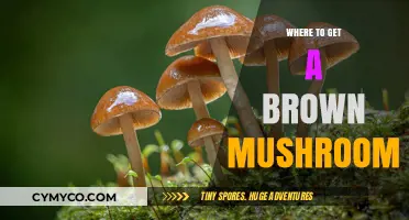 Exploring Nature's Bounty: Where to Find Brown Mushrooms
