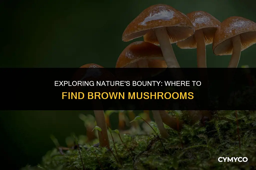 where to get a brown mushroom