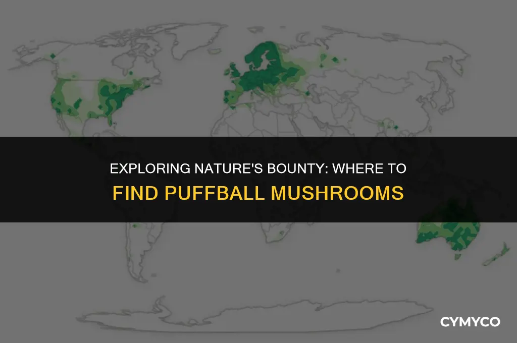 where to get a puffball mushroom