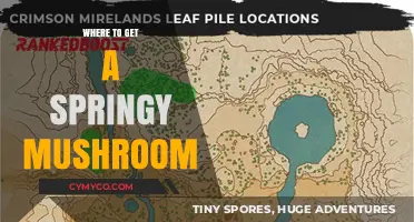 Discover the Best Spots for Springy Mushrooms: A Forager's Guide