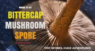 Exploring Nature's Bounty: Where to Find Bittercap Mushroom Spores