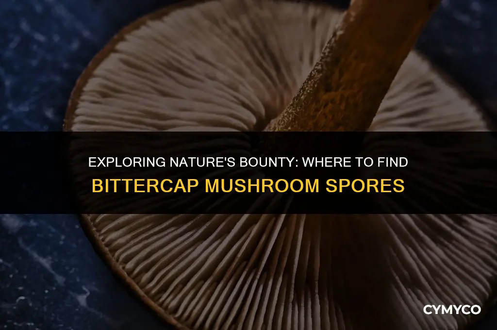 where to get bittercap mushroom spore
