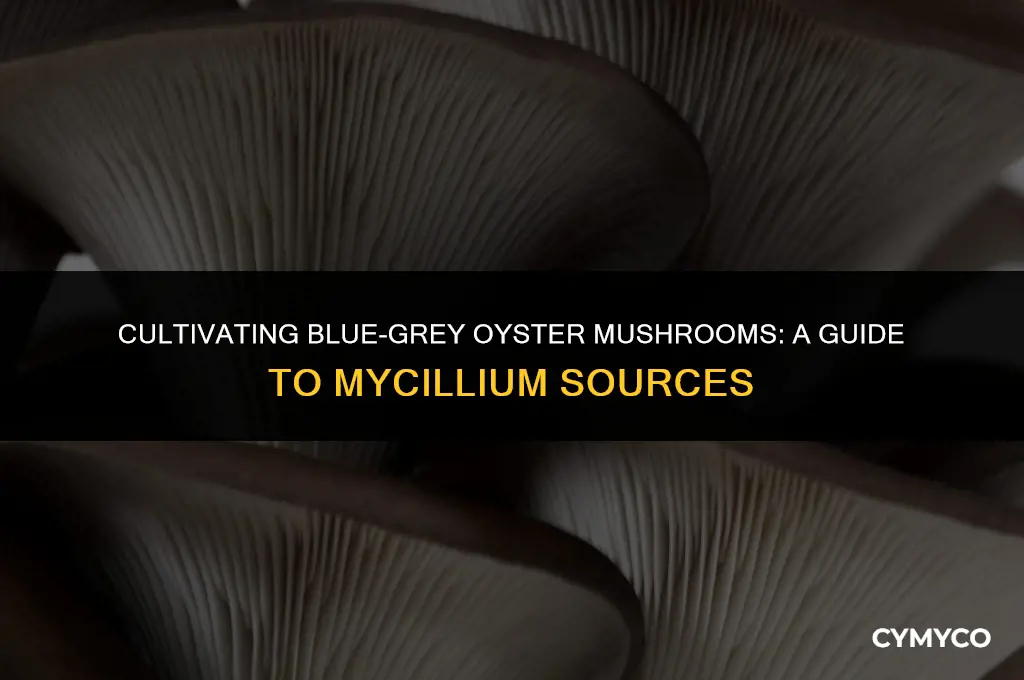 where to get blue-grey oyster mushroom mycillium