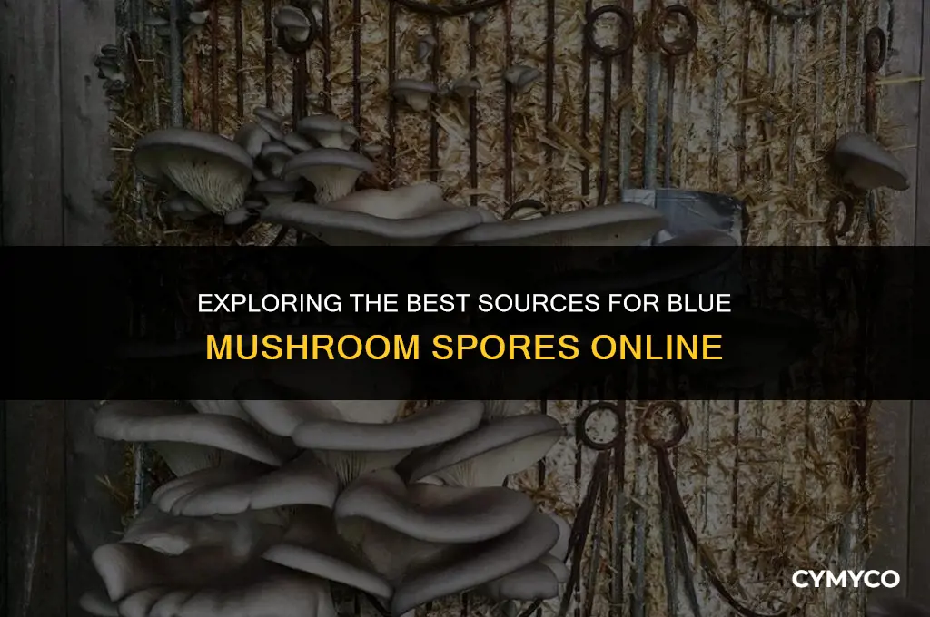 where to get blue mushroom spores