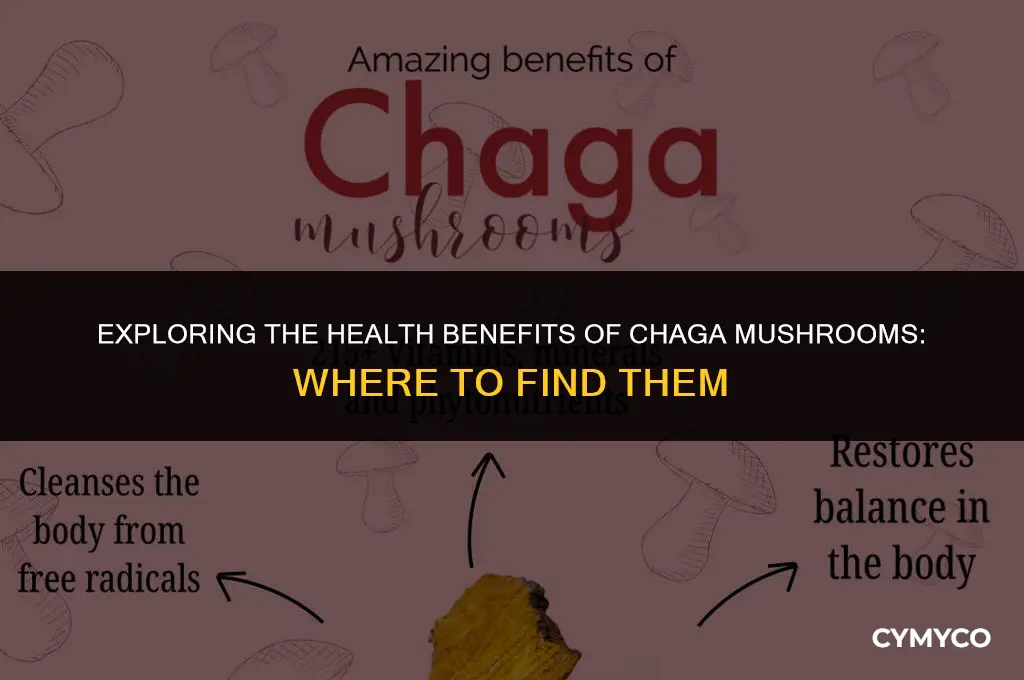 where to get chaga mushrooms health benefits