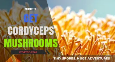 Exploring the Best Sources for Cordyceps Mushrooms: A Comprehensive Guide