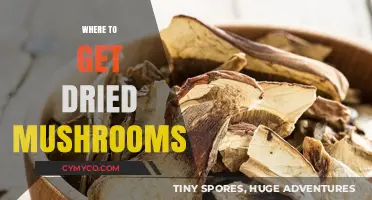 Exploring the Best Sources for Dried Mushrooms: A Comprehensive Guide