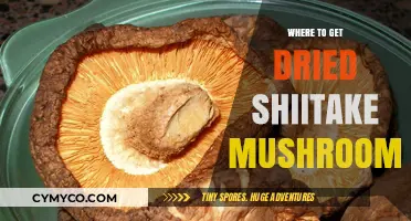 Discover the Best Sources for Dried Shiitake Mushrooms Online