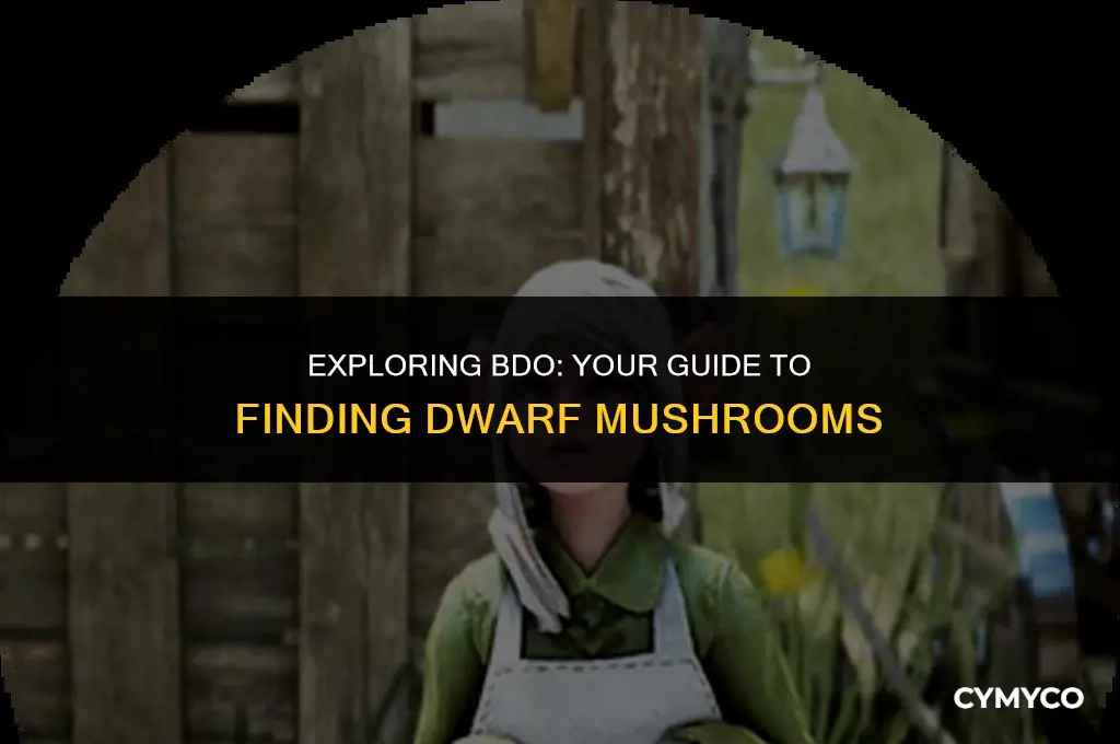 where to get dwarf mushroom bdo