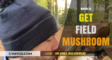 Exploring Nature's Bounty: A Guide to Foraging Wild Mushrooms