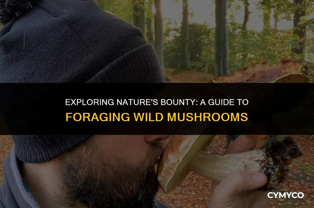 where to get field mushrooms