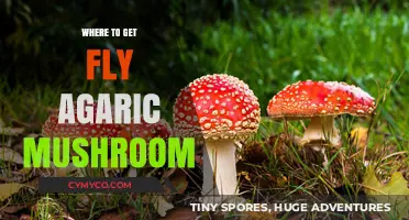 Exploring Nature's Bounty: Where to Find Fly Agaric Mushrooms
