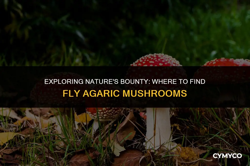 where to get fly agaric mushroom