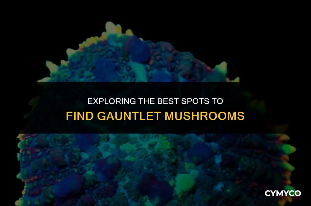 where to get gauntlet mushrooms