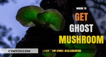 Exploring the Elusive Ghost Mushroom: A Guide to Its Natural Habitat