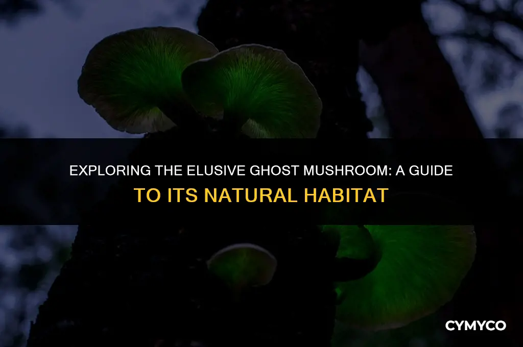where to get ghost mushroom