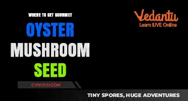 Savor the Flavor: Gourmet Oyster Mushroom Seeds for Home Growers