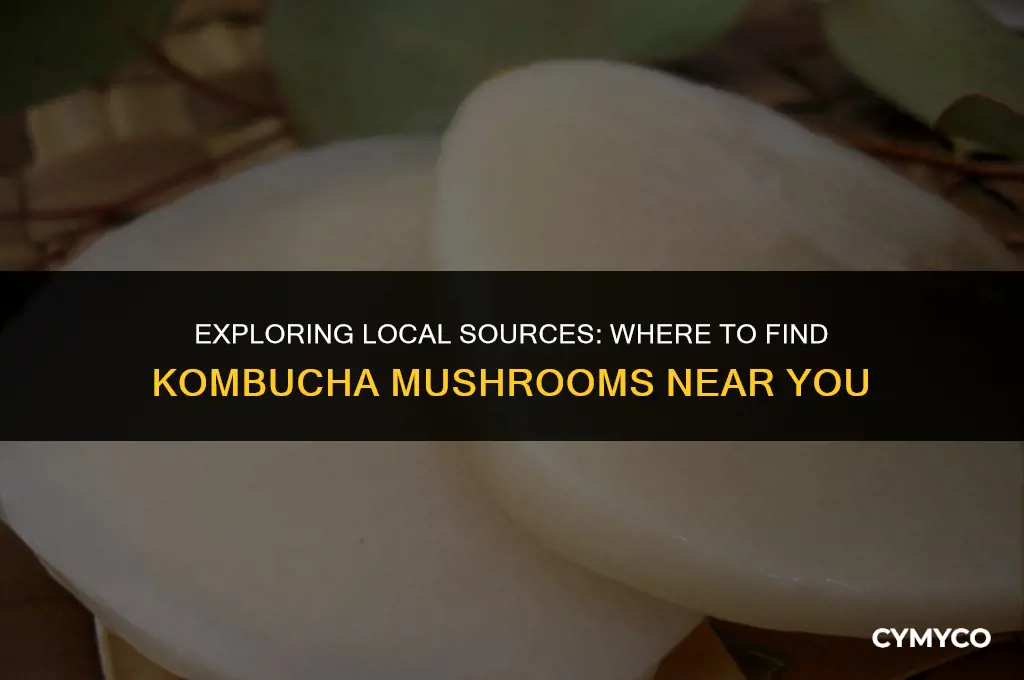 where to get kombucha mushroom