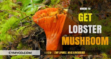 Savor the Hunt: Discovering Lobster Mushrooms Near You