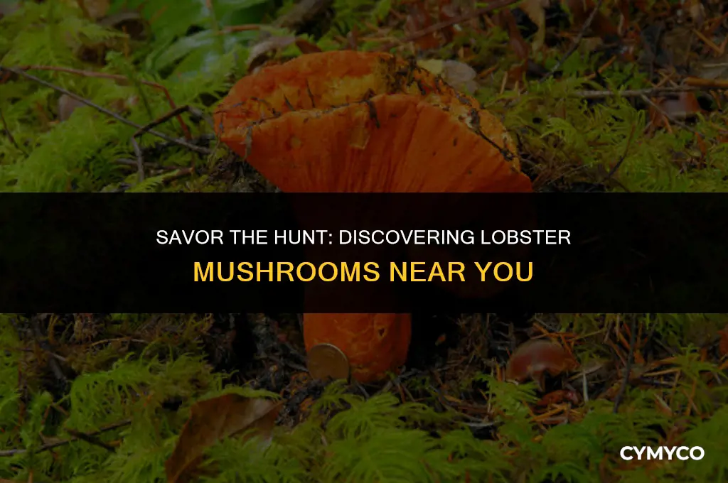 where to get lobster mushrooms
