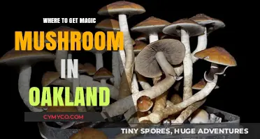 Exploring Oakland: Your Guide to Finding Magic Mushrooms Locally