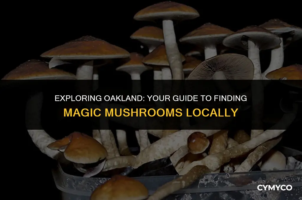 where to get magic mushroom in oakland