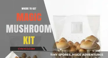 Exploring the Best Sources for Magic Mushroom Kits Online
