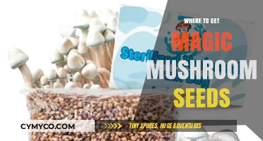 Exploring the Best Sources for Magic Mushroom Seeds Online